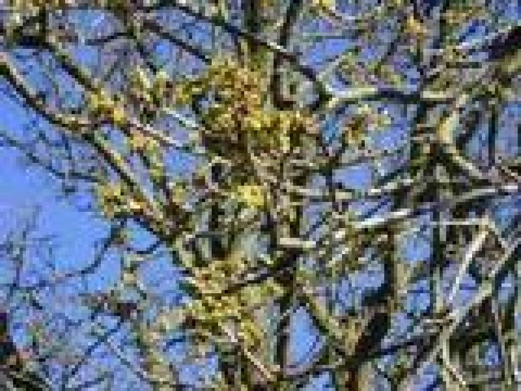 New leaves on a valley oak