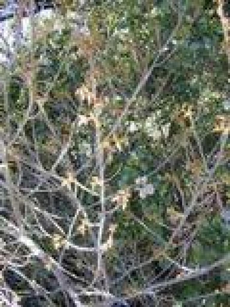 Poison oak