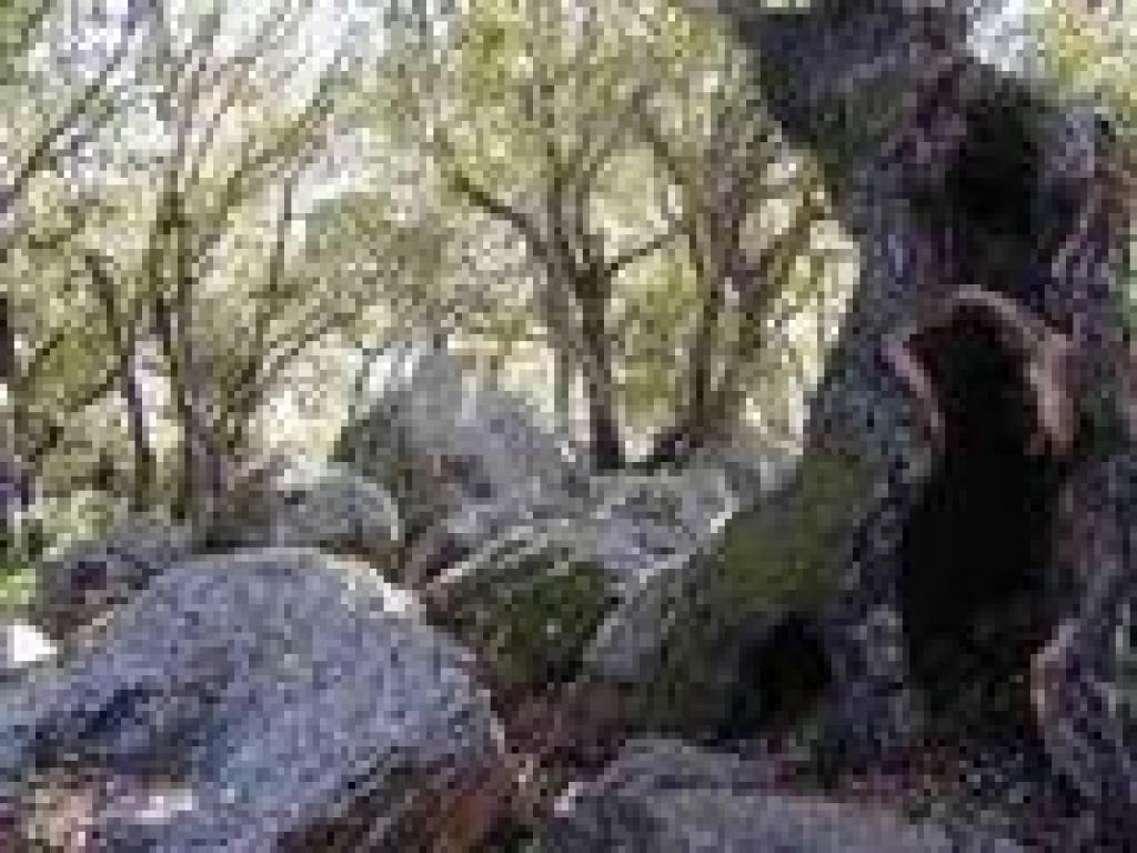 Rocks and oak
