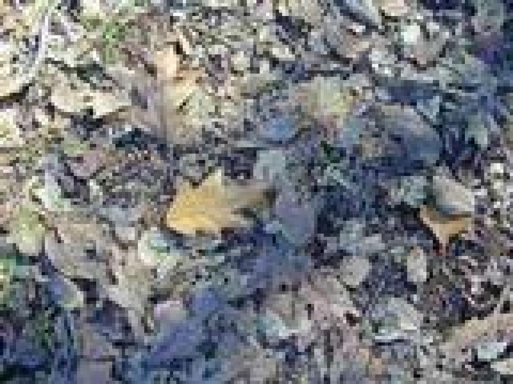 Oak leaves