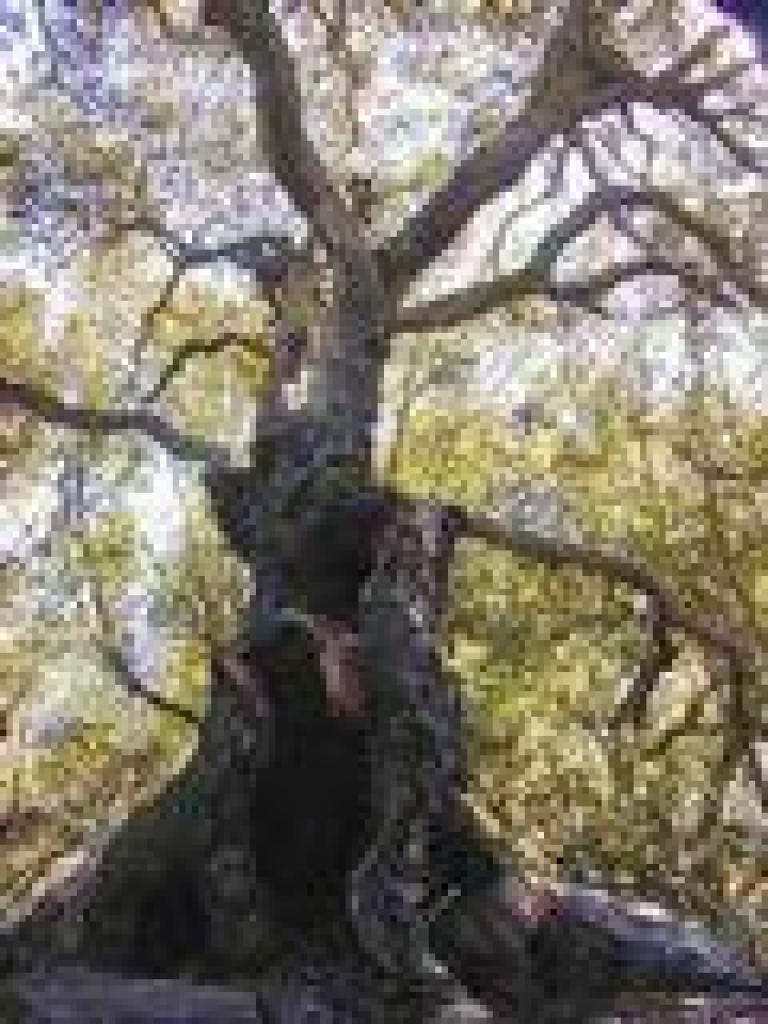 Coast live oak