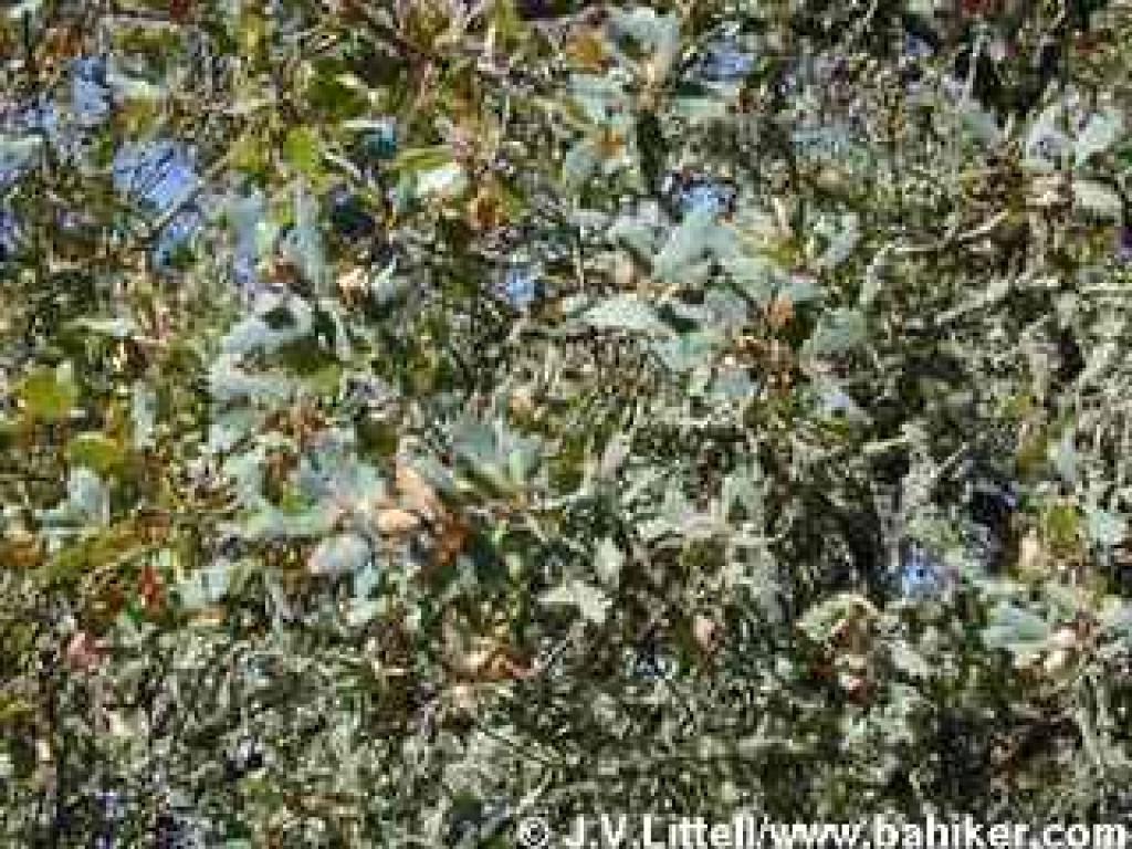 Blue oak
