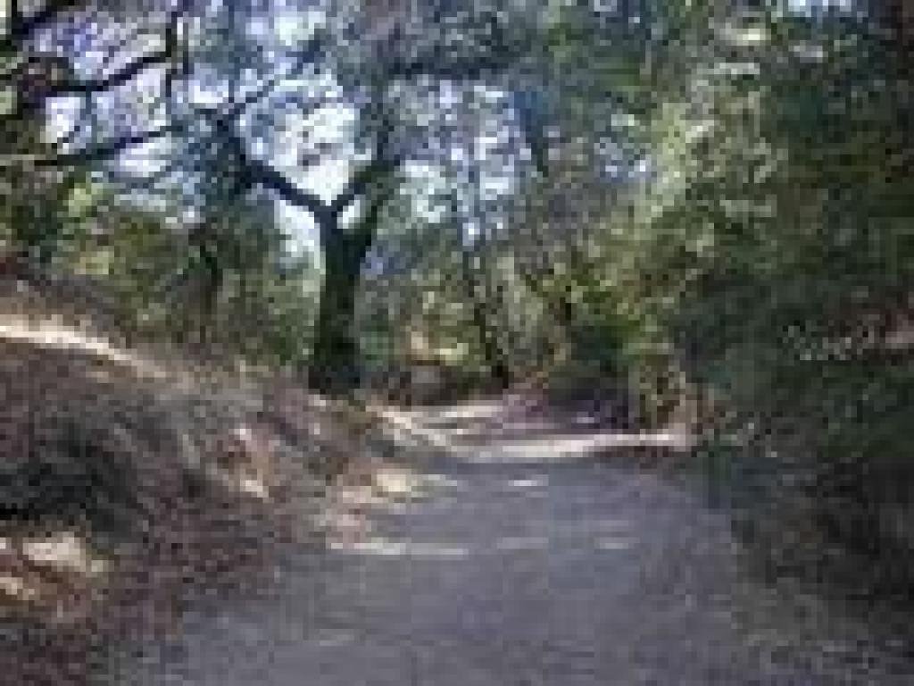 Mixed woodland