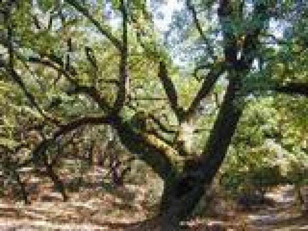 An old maple