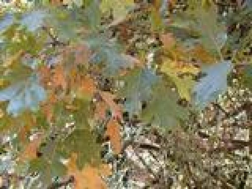 Black oak leaves