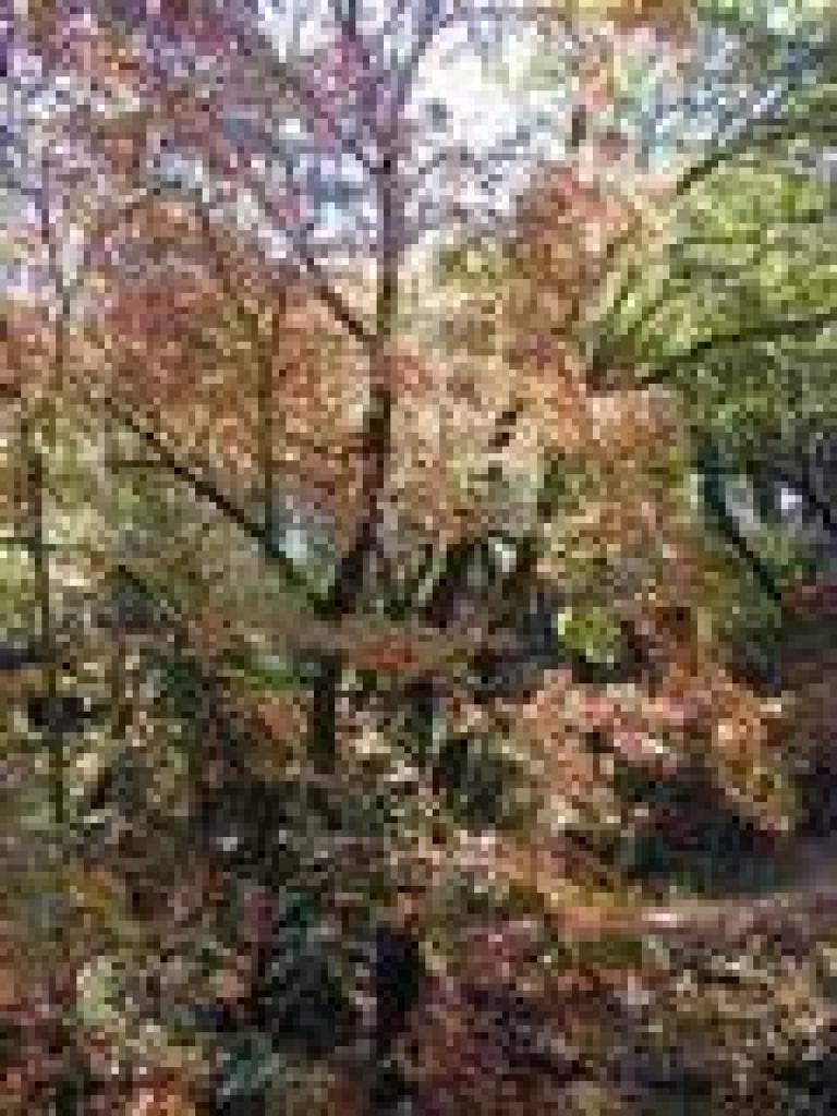 Autumn color