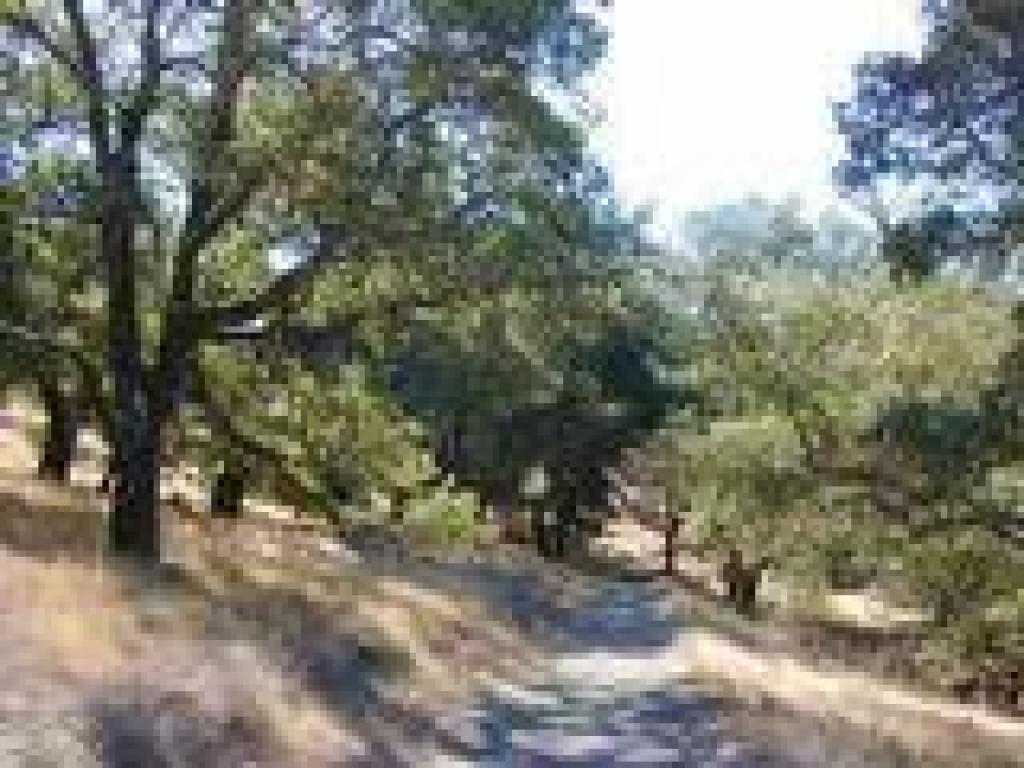 Passing through oak territory