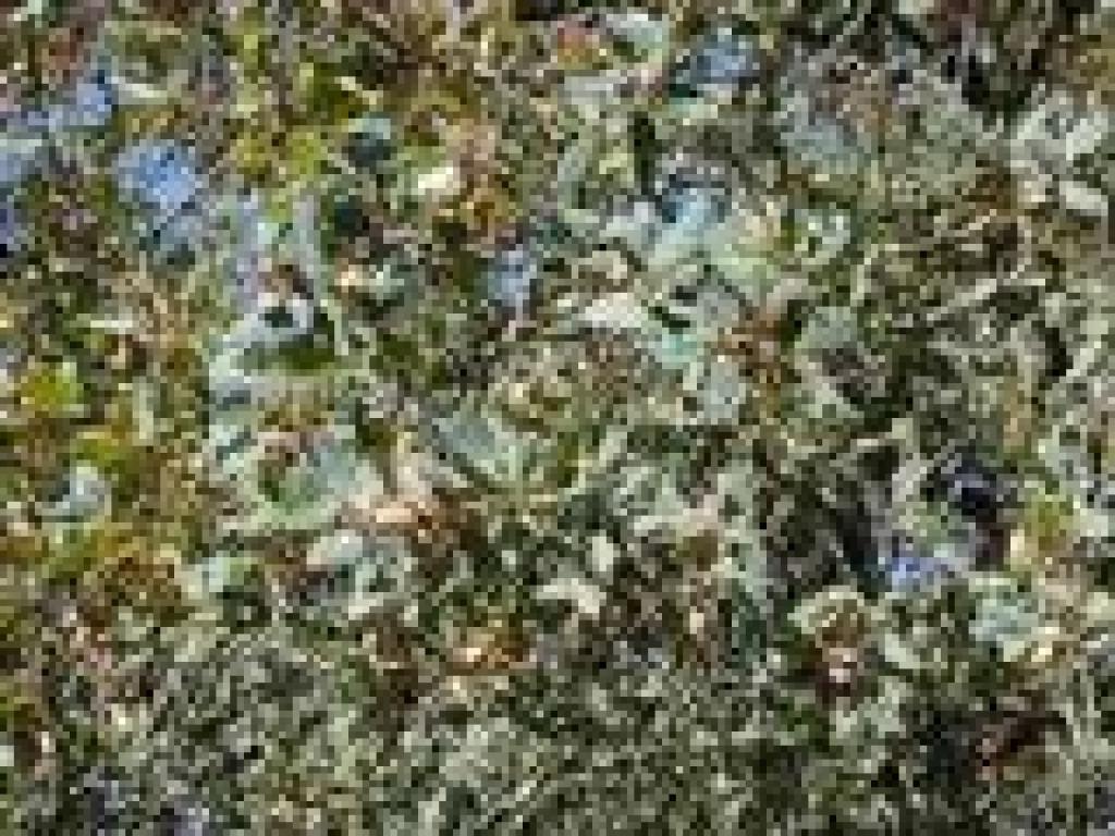 Blue oak leaves