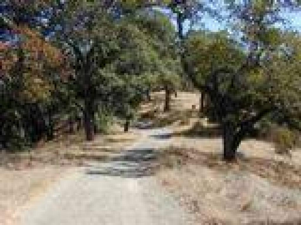 Pretty oaks line the trail