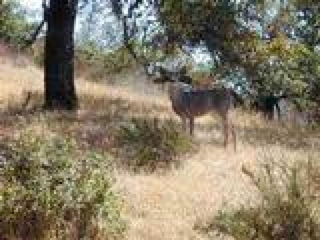 Deer