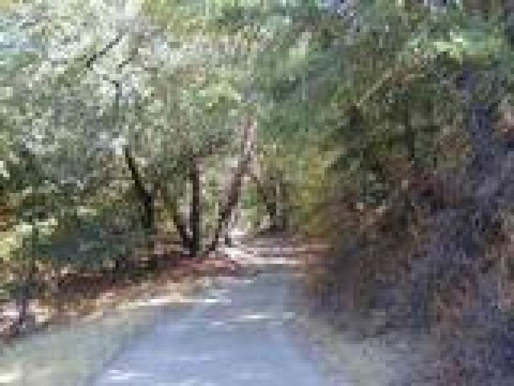 Douglas firs contribute shade
