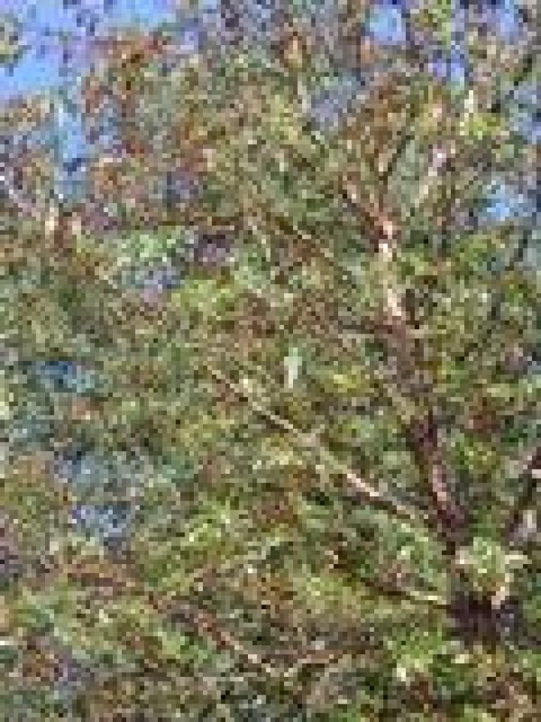 Madrone