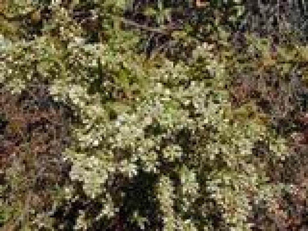 Coyote brush