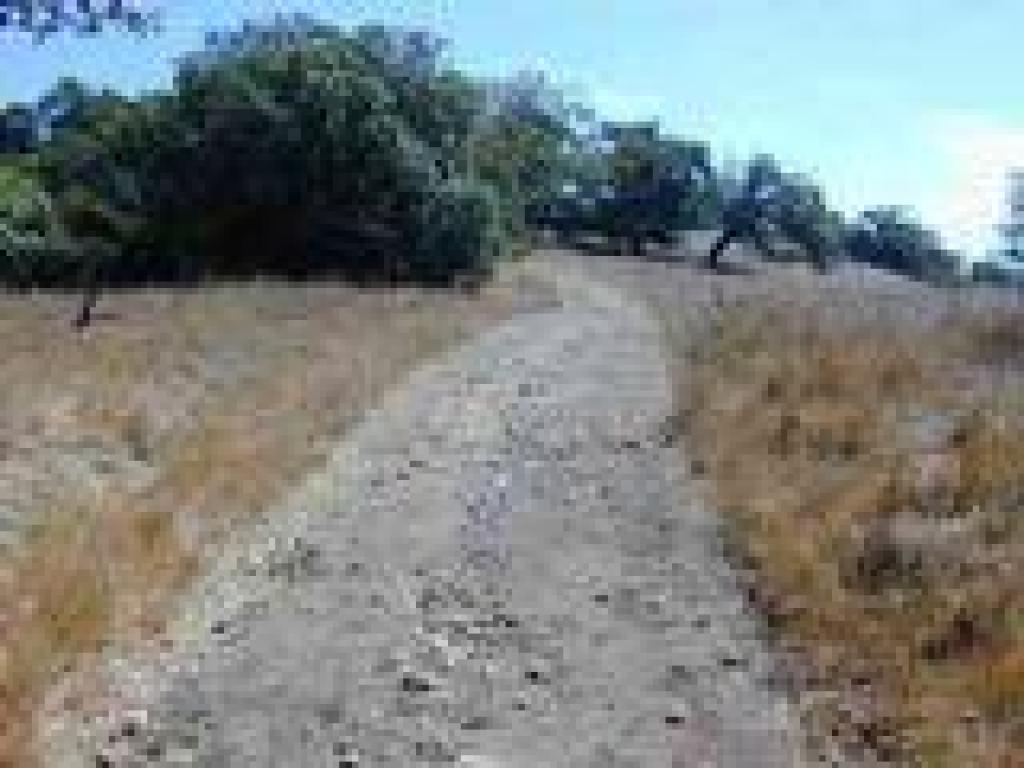 A short pass through oaks and grassland