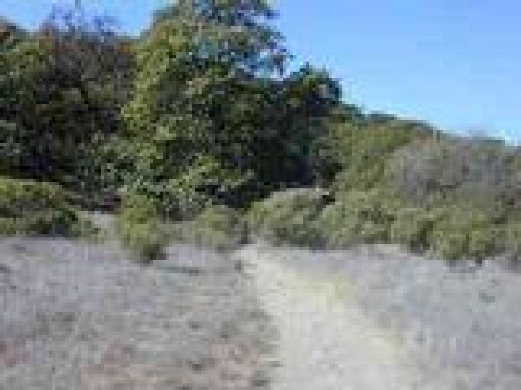 Leaving the grassland