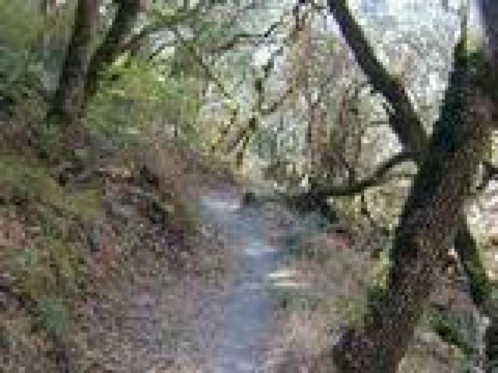 Deciduous and evergreen trees shade the path