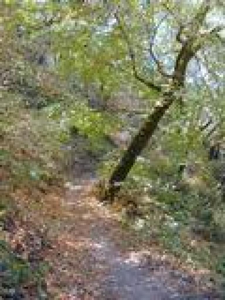 Maple leaves on the trail