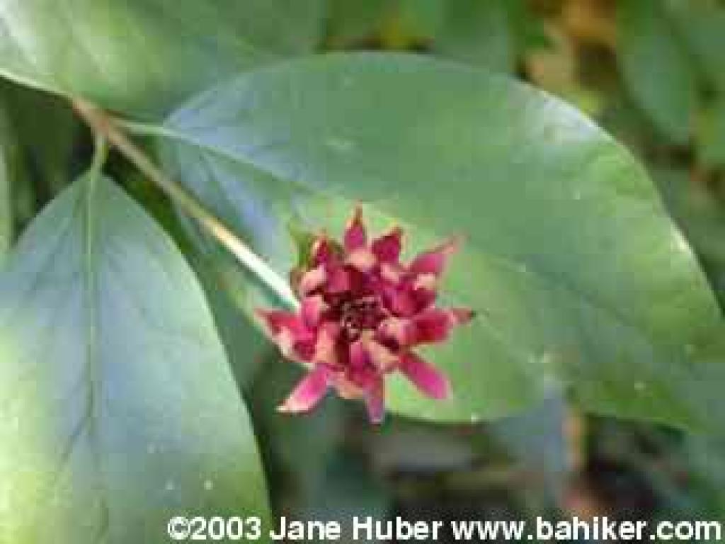 Spicebush