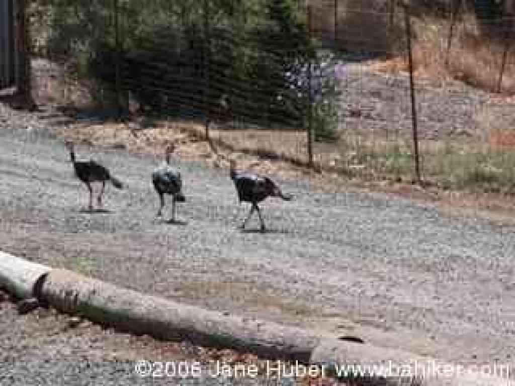 Turkeys
