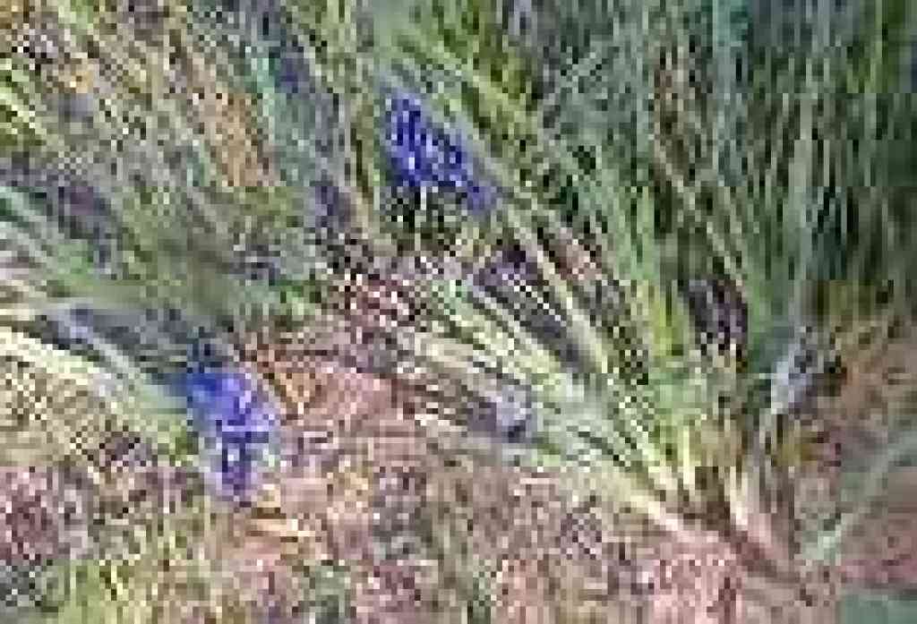 Irises