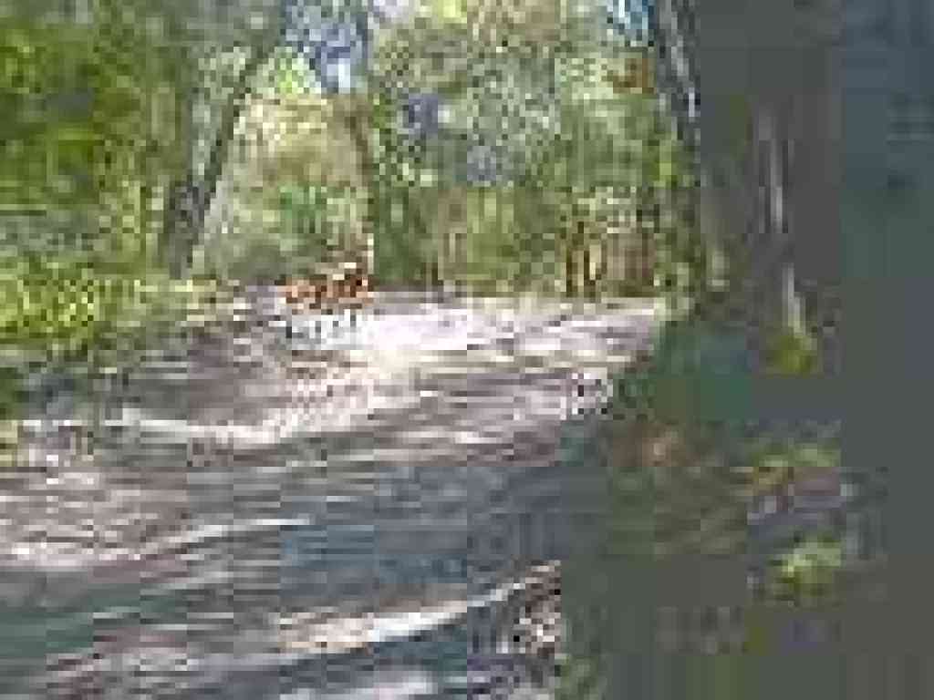 Deer at junction
