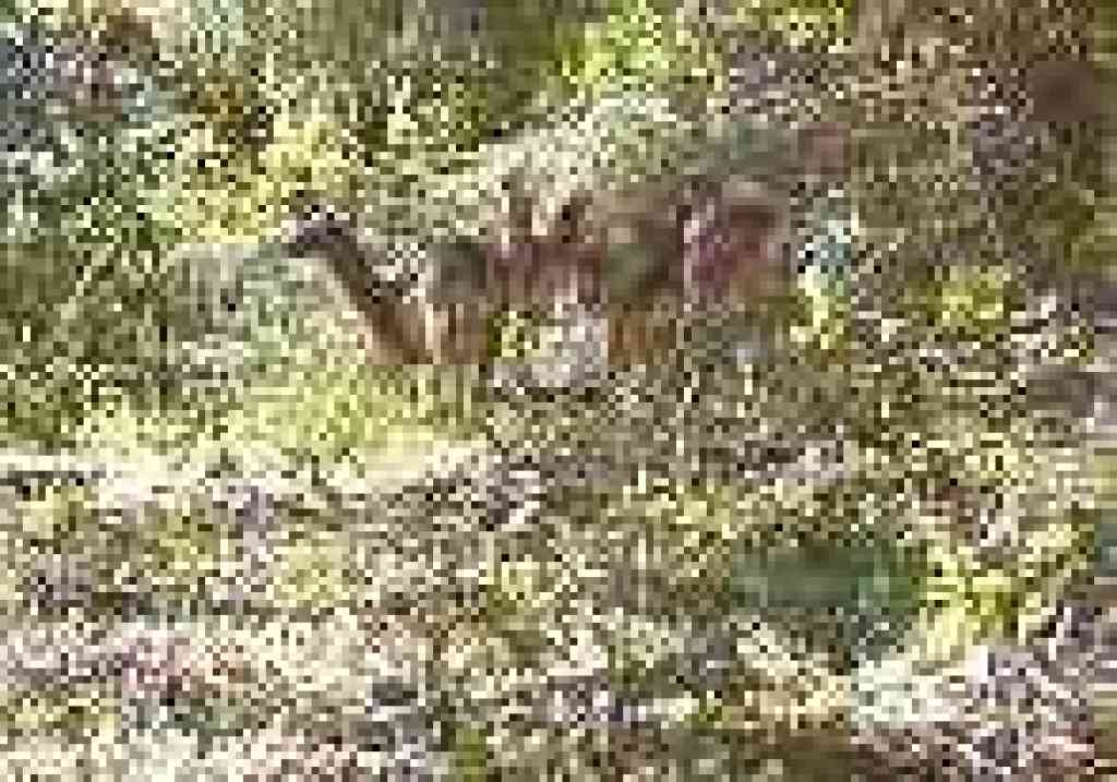 Deer
