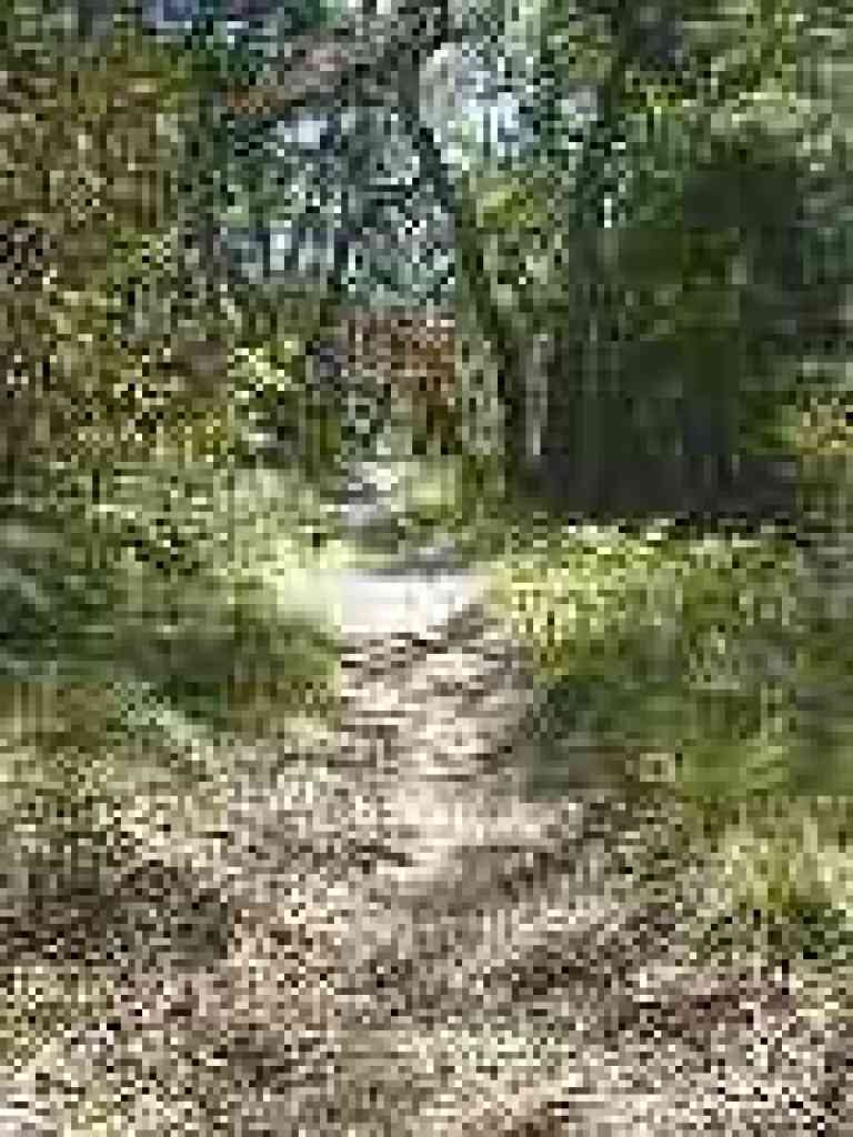 Pumpkin Ridge Trail