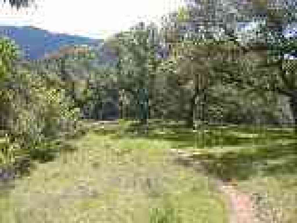 Grassy spot