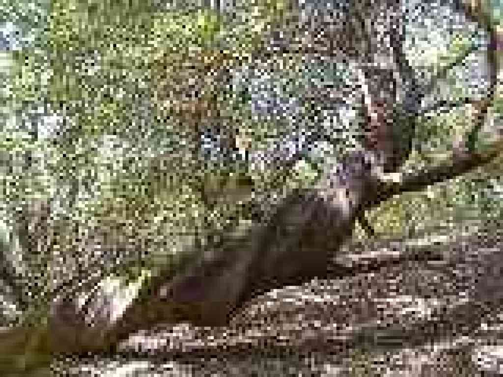 Twisted madrone
