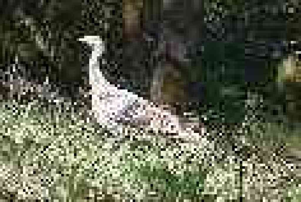 Turkey