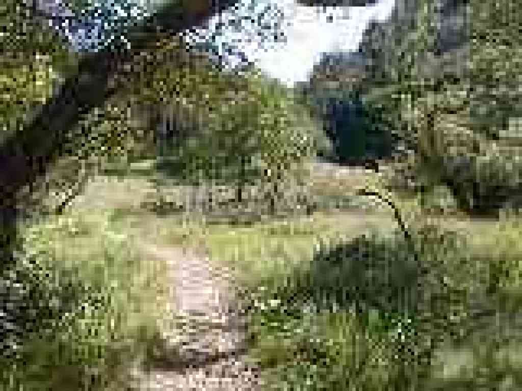 Grassy meadow