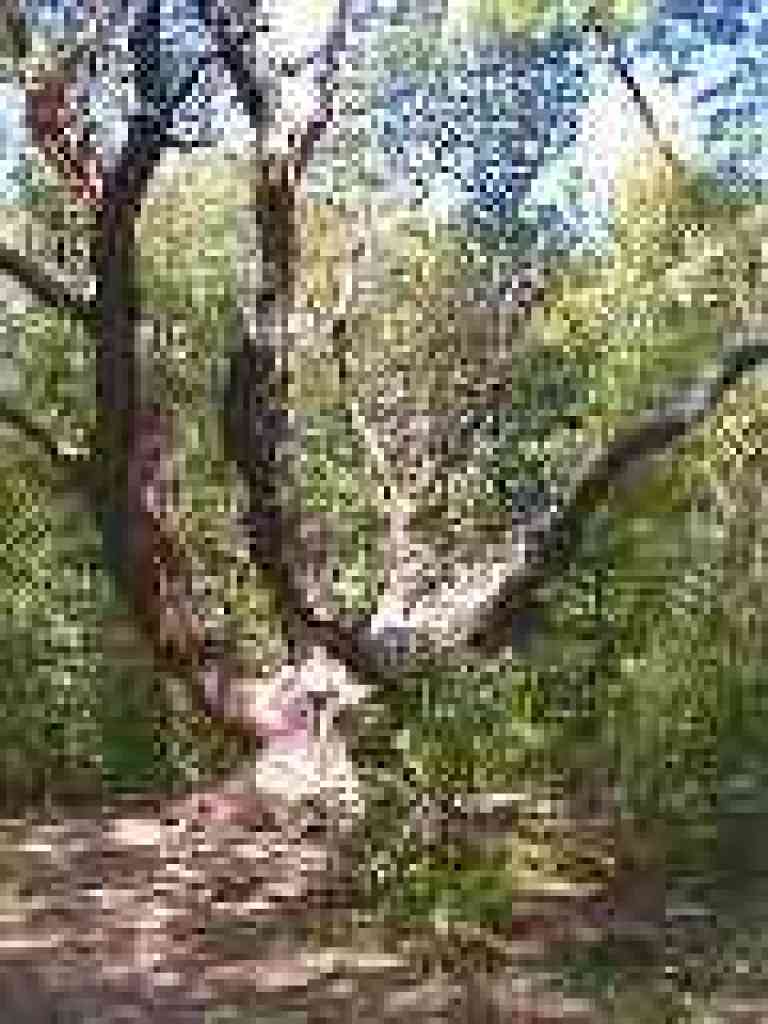 Giant Madrone