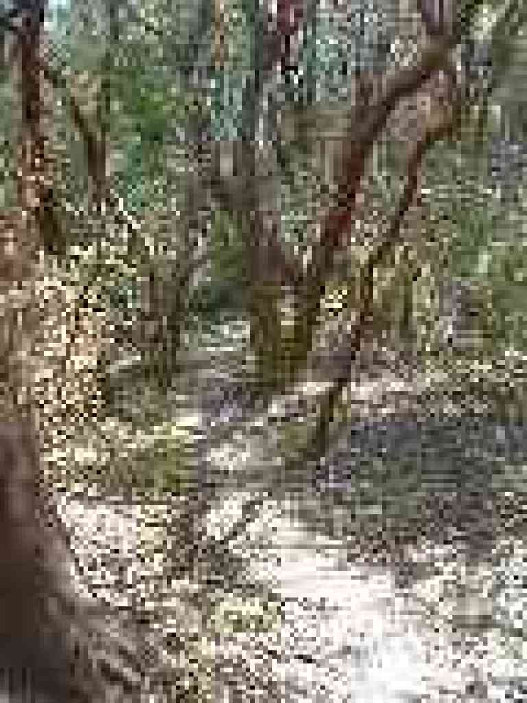 Trail