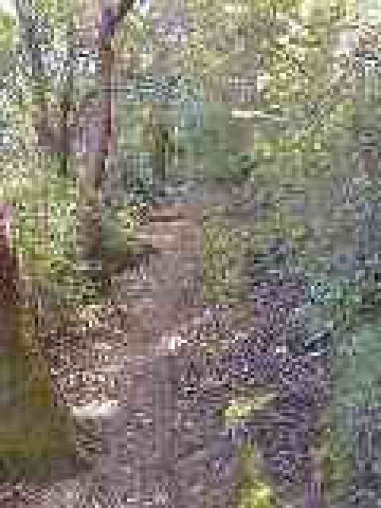 Huckleberry lines the trail