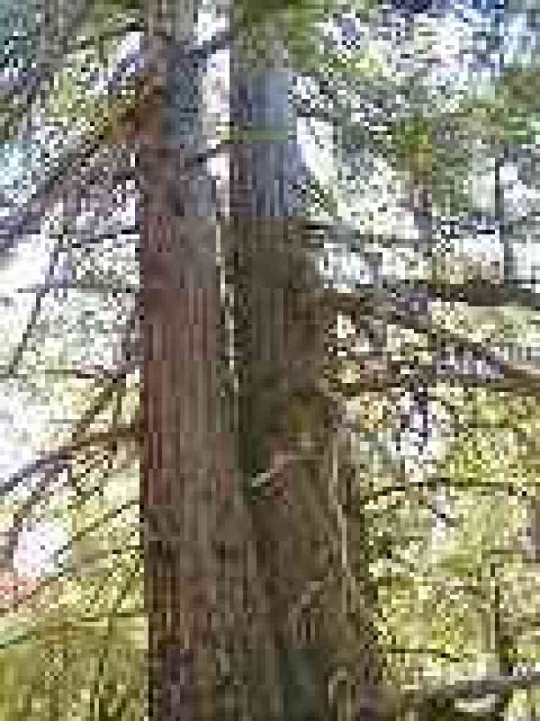 Redwood