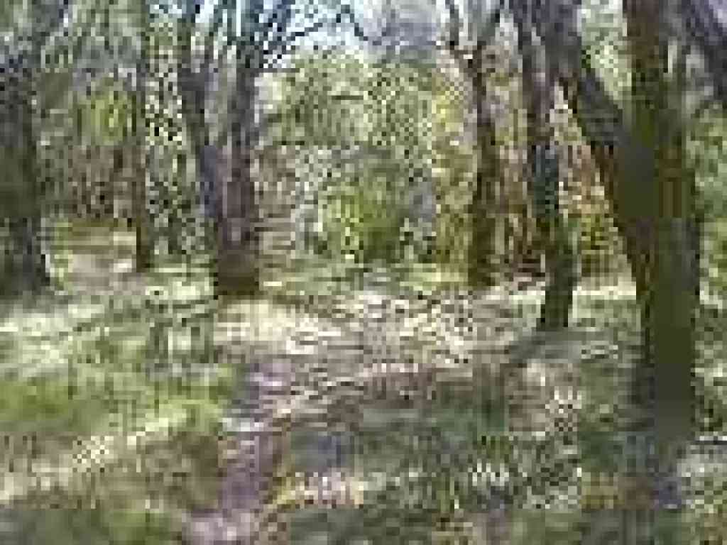Winding through trees