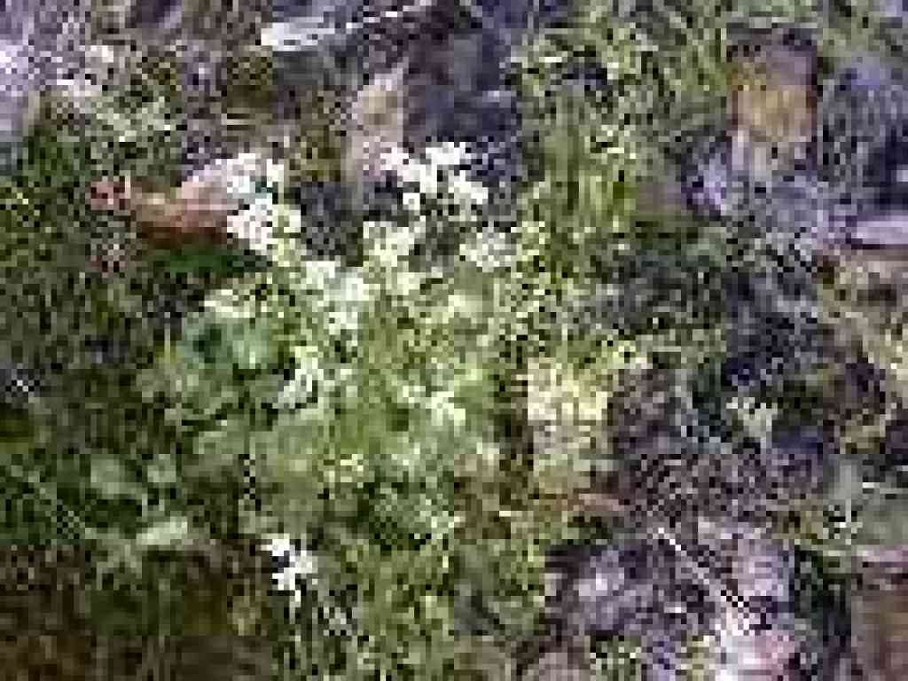 Spring flowers