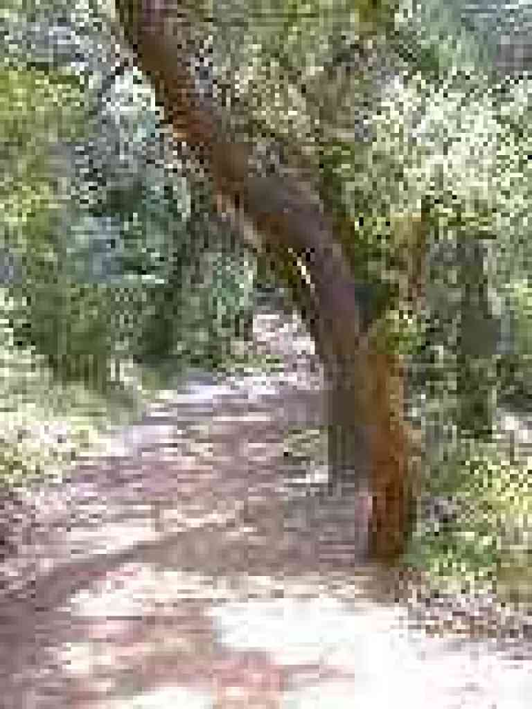 Lagunitas Fire Road
