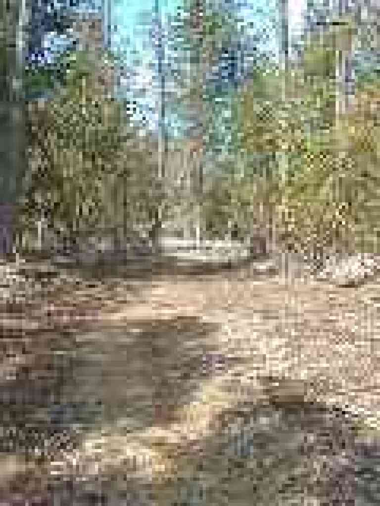 Trail through pines