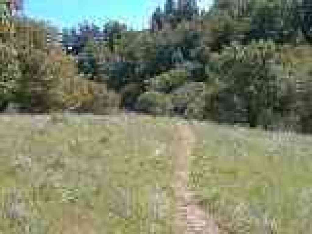 Madrone Trail