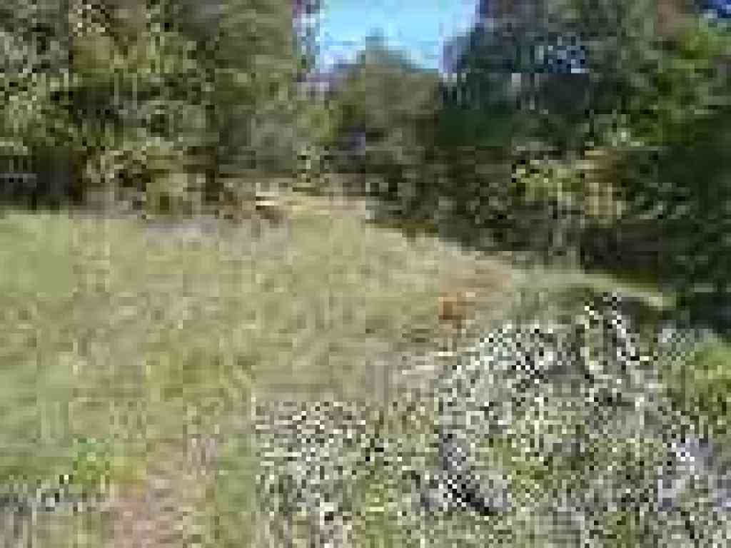 Trail nearly disappears