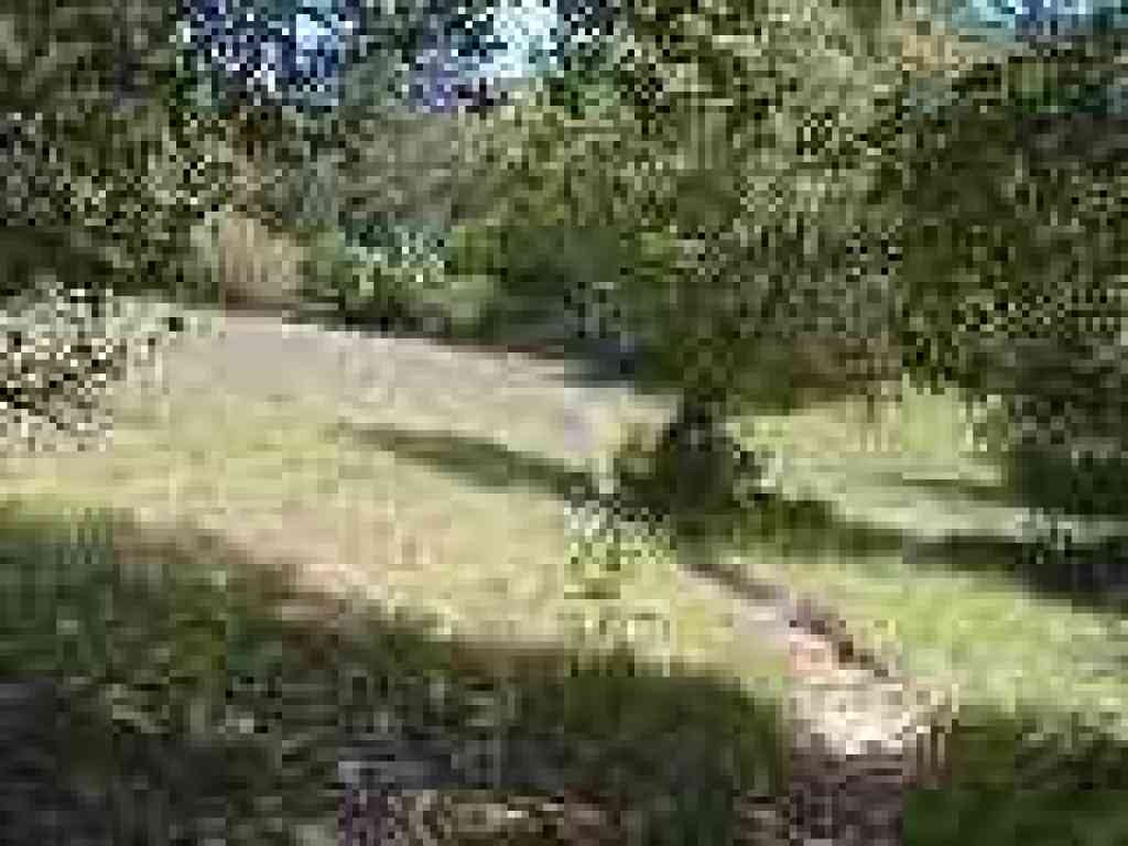 Madrone Trail
