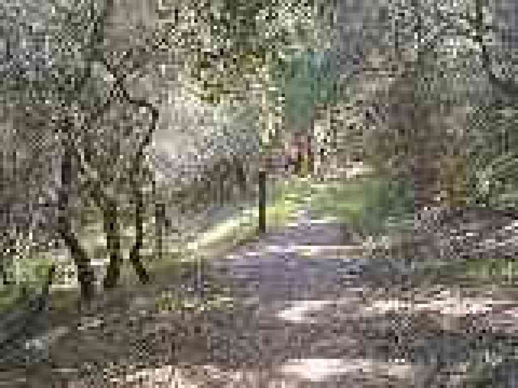 Madrone Trail