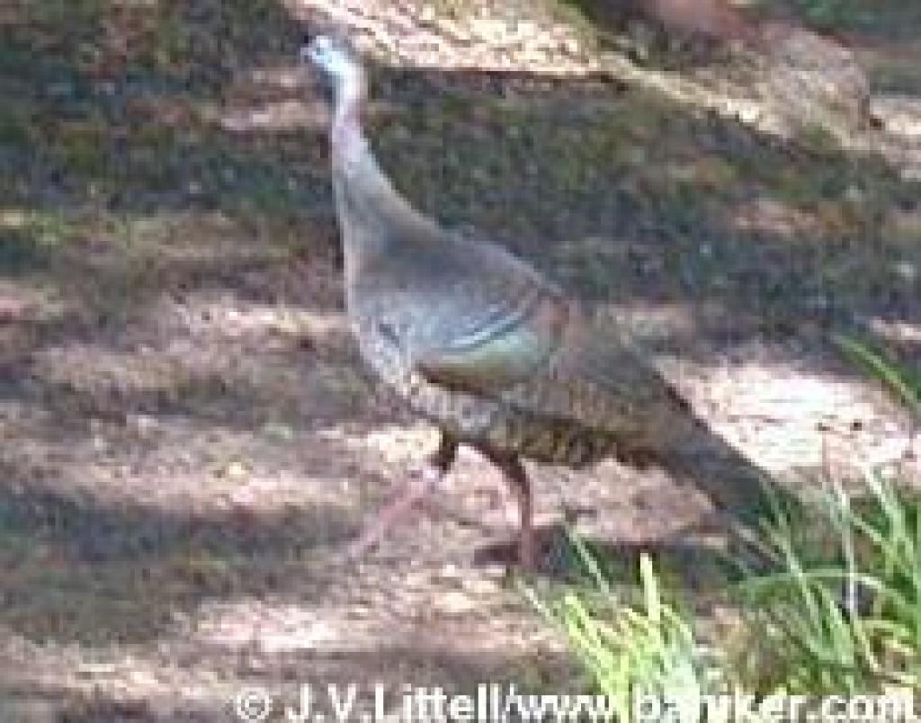 Turkey on Mount Tam