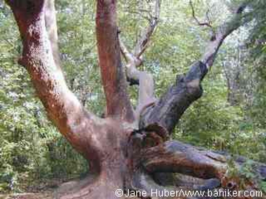 Madrone