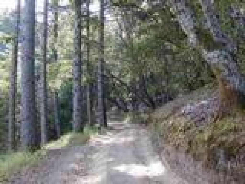 Lakeview Fire Road