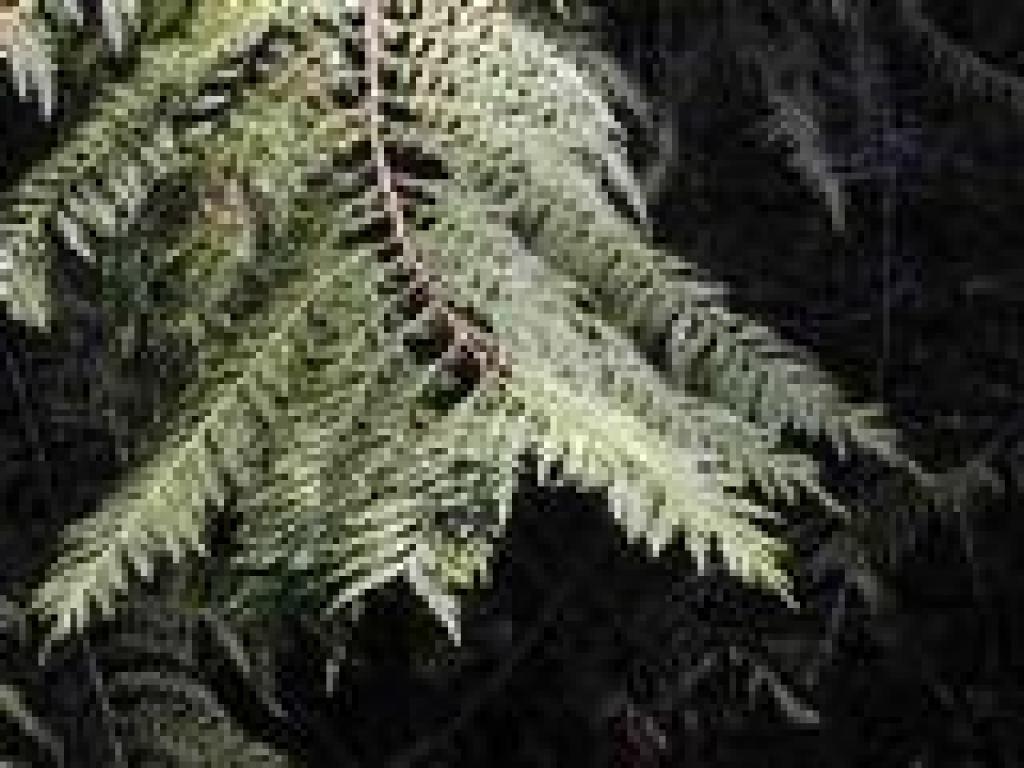 A cedar