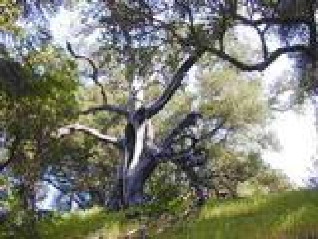 Spooky Tree