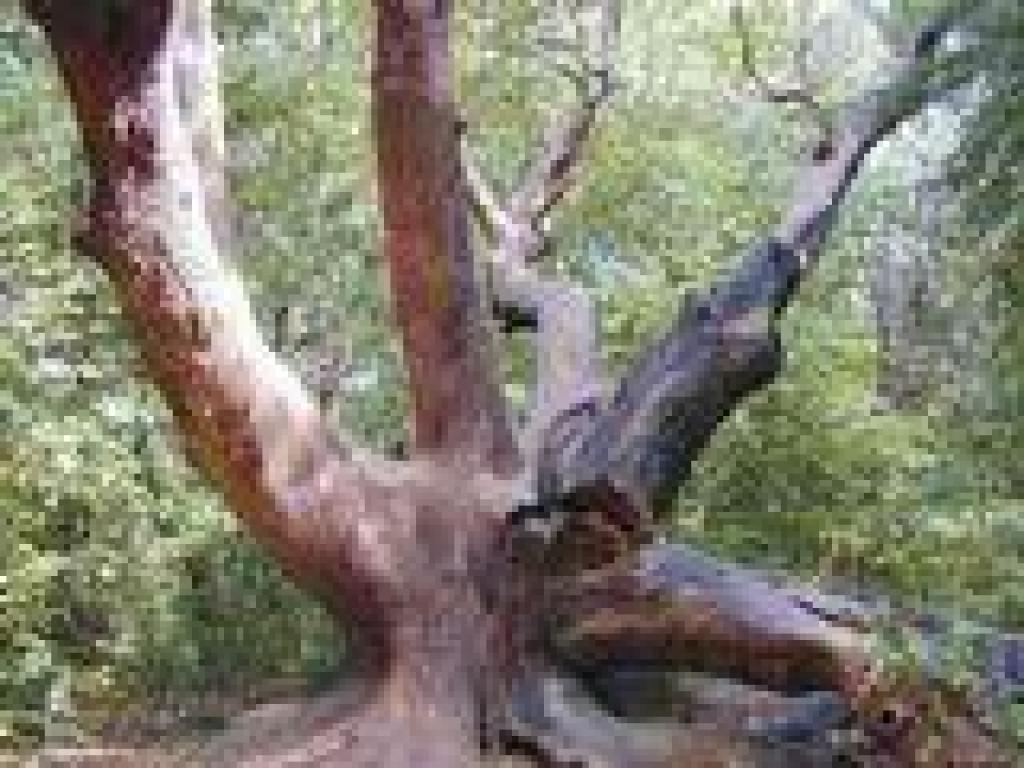 Madrone