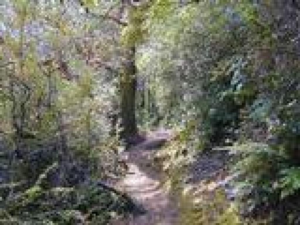 Huckleberry lines the trail